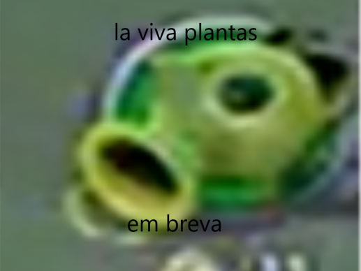 la viva plantas em breva Blank Meme Template