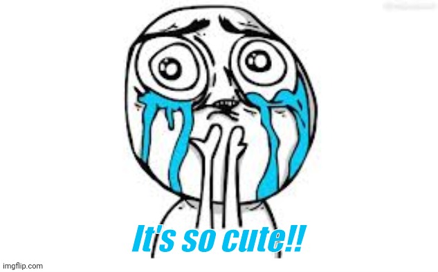 Crying Because Of Cute Meme | It's so cute!! | image tagged in memes,crying because of cute | made w/ Imgflip meme maker