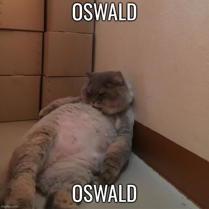 Fat cat | OSWALD; OSWALD | image tagged in fat cat,memes,cats | made w/ Imgflip meme maker