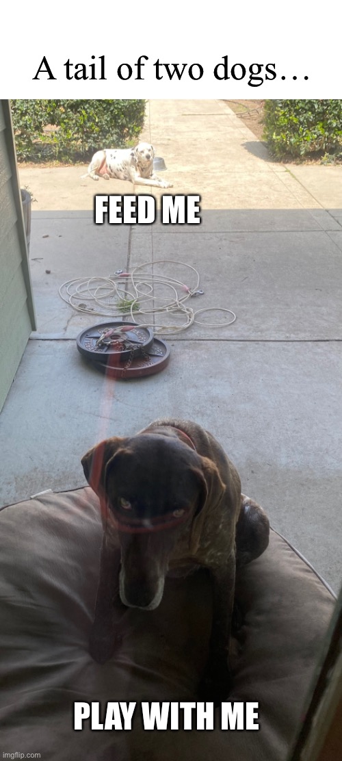 the scenario never changes with these two | A tail of two dogs…; FEED ME; PLAY WITH ME | image tagged in funny,picture,dogs,different hobbies | made w/ Imgflip meme maker