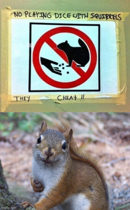 Cheater Squirrel | image tagged in sorry not sorry squirrel,cheater,squirrel,dice,memes,signs | made w/ Imgflip meme maker