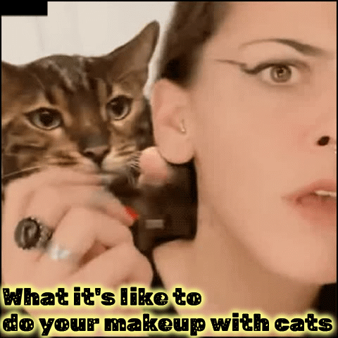 Makeup With Cats Imgflip