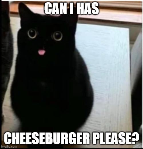 can i have a cheeseburger please? | CAN I HAS; CHEESEBURGER PLEASE? | image tagged in can has cheeseburger | made w/ Imgflip meme maker