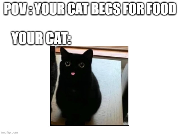 When your cat begs for food | POV : YOUR CAT BEGS FOR FOOD; YOUR CAT: | image tagged in cats | made w/ Imgflip meme maker