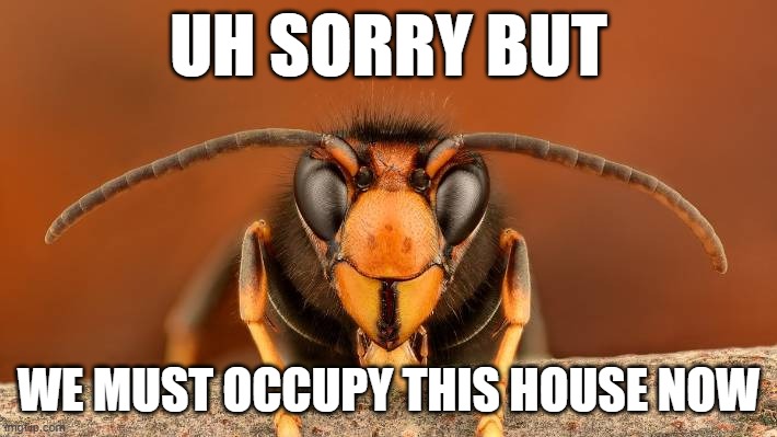 lol | UH SORRY BUT; WE MUST OCCUPY THIS HOUSE NOW | image tagged in murder hornet,occupying this house now | made w/ Imgflip meme maker