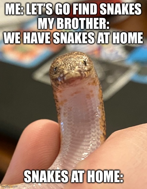 His name is Harley | ME: LET’S GO FIND SNAKES
MY BROTHER: WE HAVE SNAKES AT HOME; SNAKES AT HOME: | image tagged in snek | made w/ Imgflip meme maker