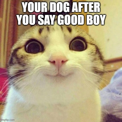Dog | YOUR DOG AFTER YOU SAY GOOD BOY | image tagged in memes,smiling cat | made w/ Imgflip meme maker