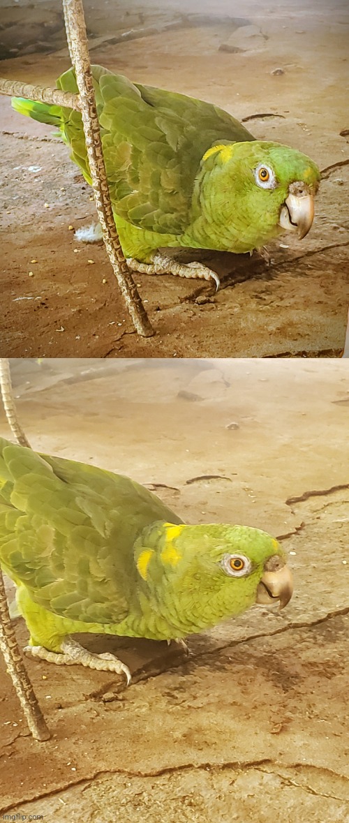 My (other) cousins parrot | image tagged in birb,photo | made w/ Imgflip meme maker