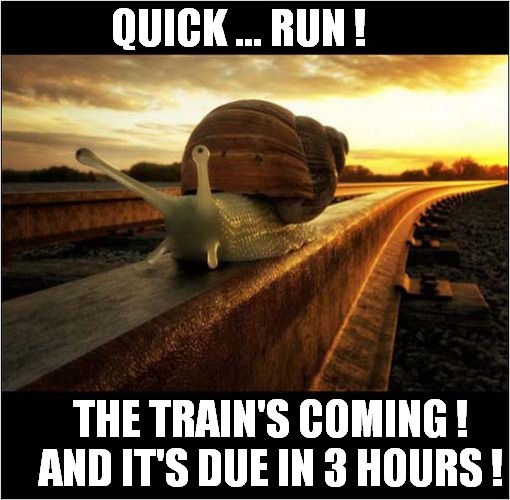 A Snail On The Rail ! | QUICK ... RUN ! THE TRAIN'S COMING !
AND IT'S DUE IN 3 HOURS ! | image tagged in snail,railway,dangerous | made w/ Imgflip meme maker