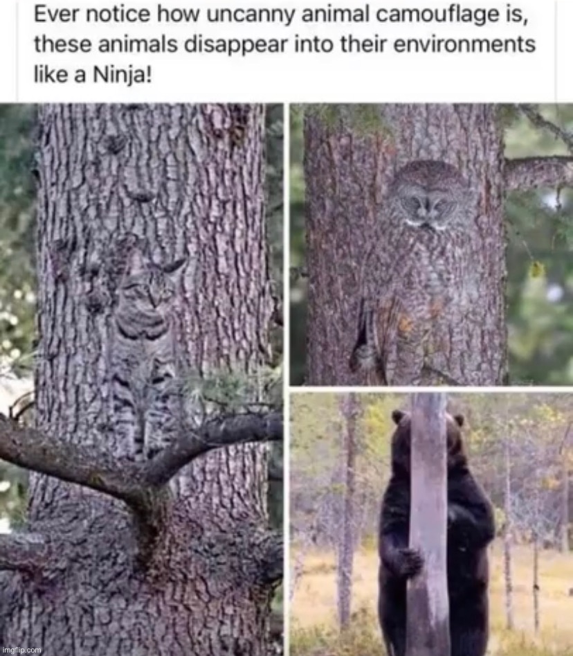 real ninja hide behind trees | image tagged in meme,funny,animals | made w/ Imgflip meme maker
