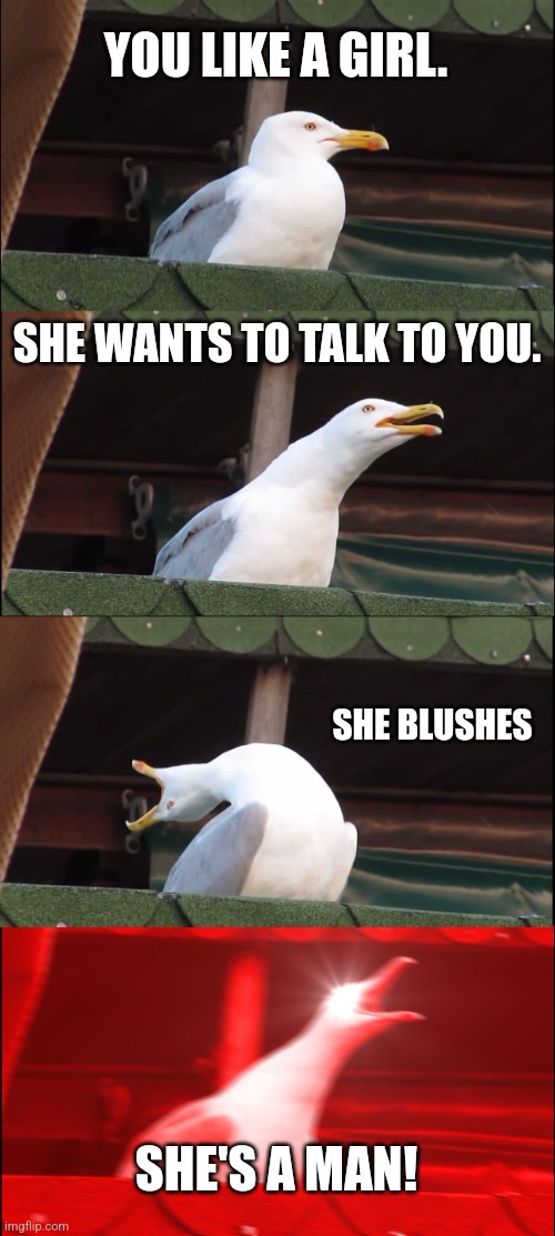 Inhaling Seagull | YOU LIKE A GIRL. SHE WANTS TO TALK TO YOU. SHE BLUSHES; SHE'S A MAN! | image tagged in memes,inhaling seagull | made w/ Imgflip meme maker