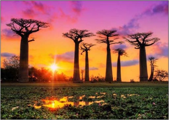 Alley Of Baobabs, Murundava, Madagascar | image tagged in trees,baobabs,madagascar | made w/ Imgflip meme maker