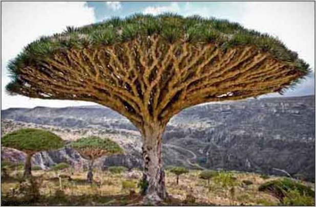 Dracaena Cinnabari or Dragon Blood Tree - Yemen | image tagged in trees,yemen | made w/ Imgflip meme maker