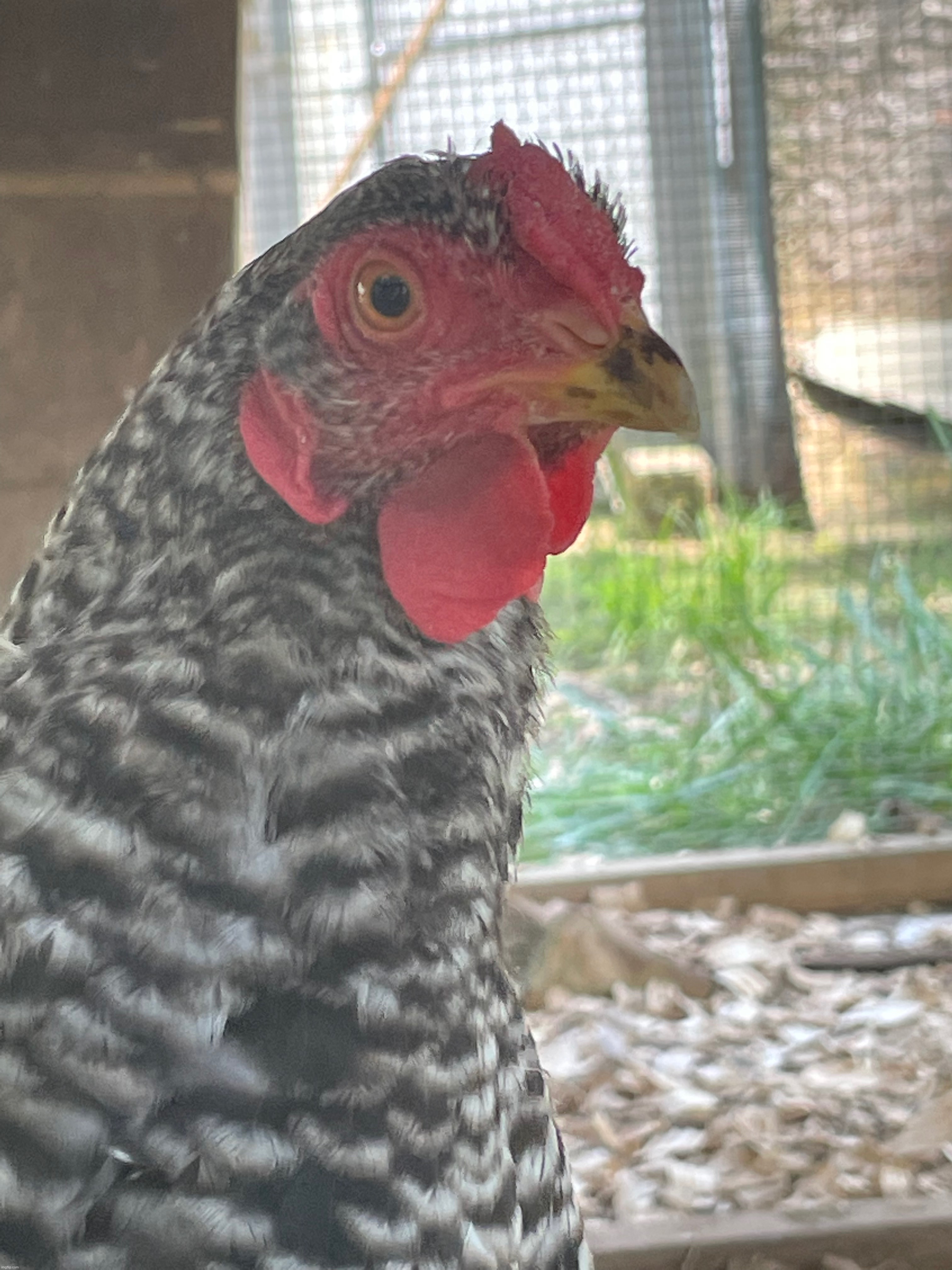 This is Henrietta | image tagged in nice cock bro,chicken,photography | made w/ Imgflip meme maker