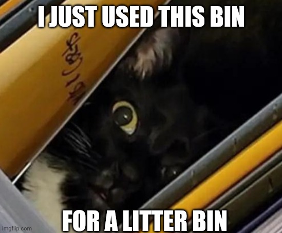 I JUST USED THIS BIN FOR A LITTER BIN | made w/ Imgflip meme maker