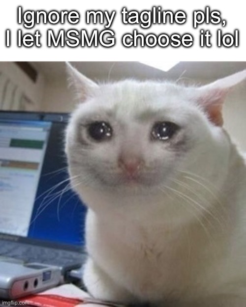 Why did I do that | Ignore my tagline pls, I let MSMG choose it lol | image tagged in crying cat,msmg | made w/ Imgflip meme maker
