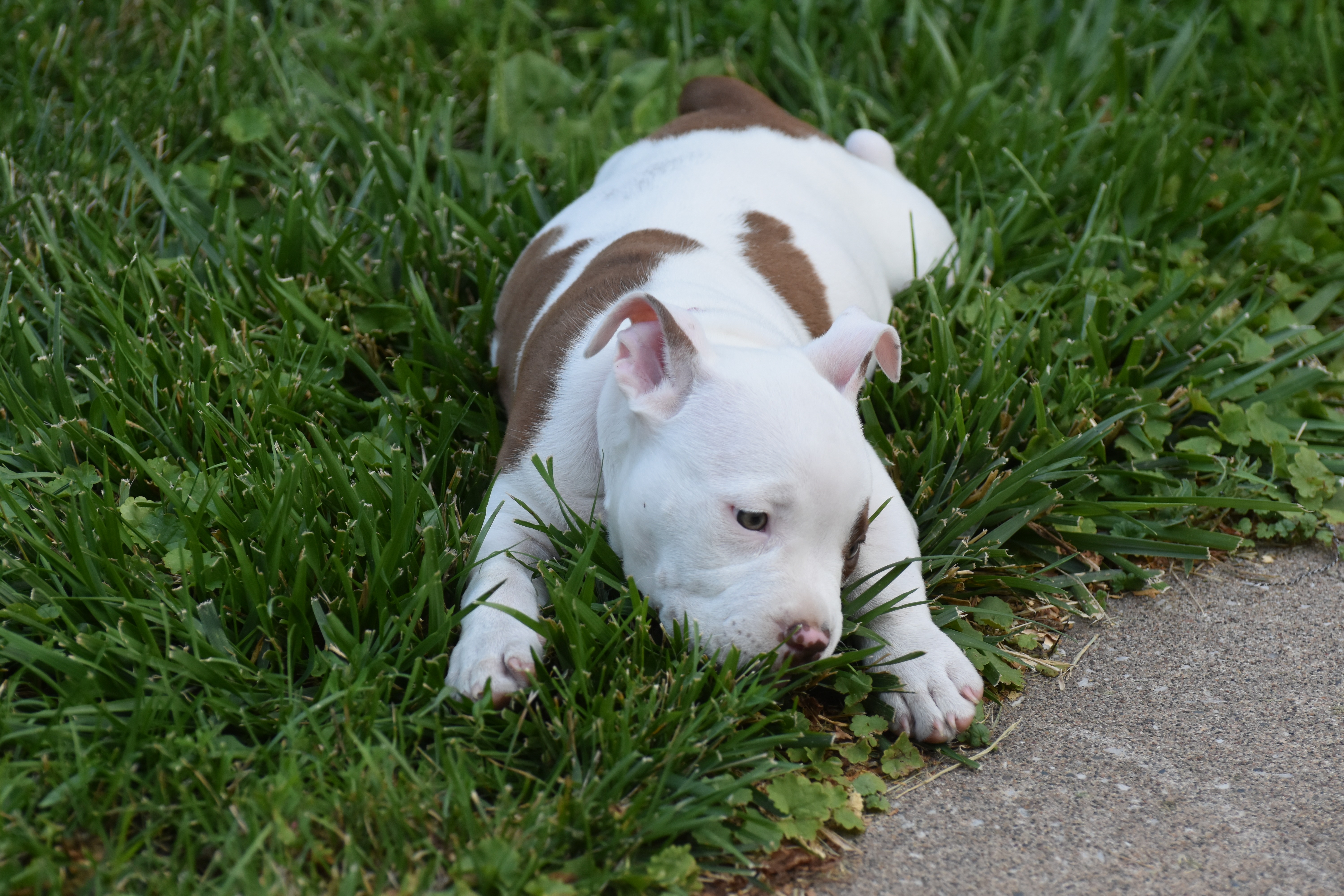 My sons bulldog puppy leecy | made w/ Imgflip meme maker