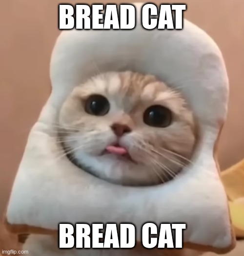 Bread cat | BREAD CAT; BREAD CAT | image tagged in cats,lol,memes,funny memes | made w/ Imgflip meme maker