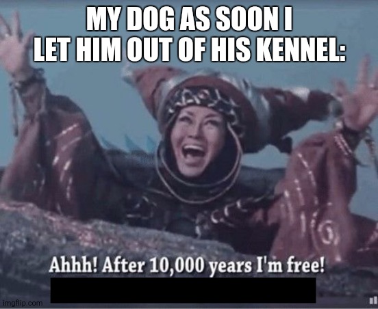 After 10000 years I'm free | MY DOG AS SOON I LET HIM OUT OF HIS KENNEL: | image tagged in after 10000 years i'm free,funny,dogs,front page plz,oh wow are you actually reading these tags | made w/ Imgflip meme maker