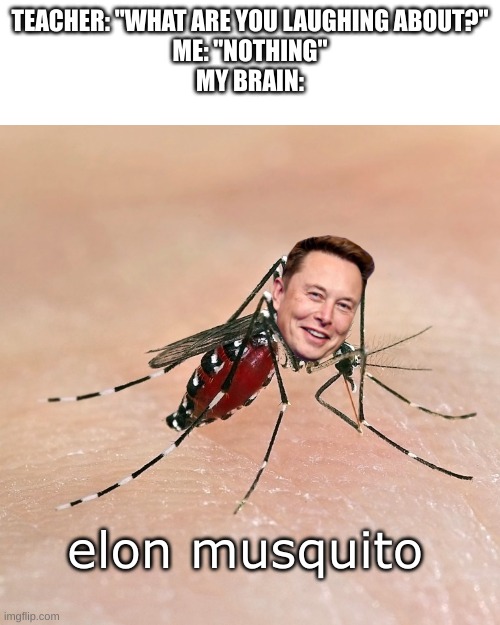 have been wanting to make this meme for a long time, finally got around to doing it today! | TEACHER: "WHAT ARE YOU LAUGHING ABOUT?"
ME: "NOTHING"
MY BRAIN:; elon musquito | image tagged in mosquito,elon musk,memes,funny,bugs,elon | made w/ Imgflip meme maker