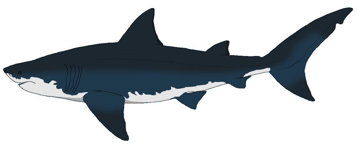 Megalodon Blank Template - Imgflip