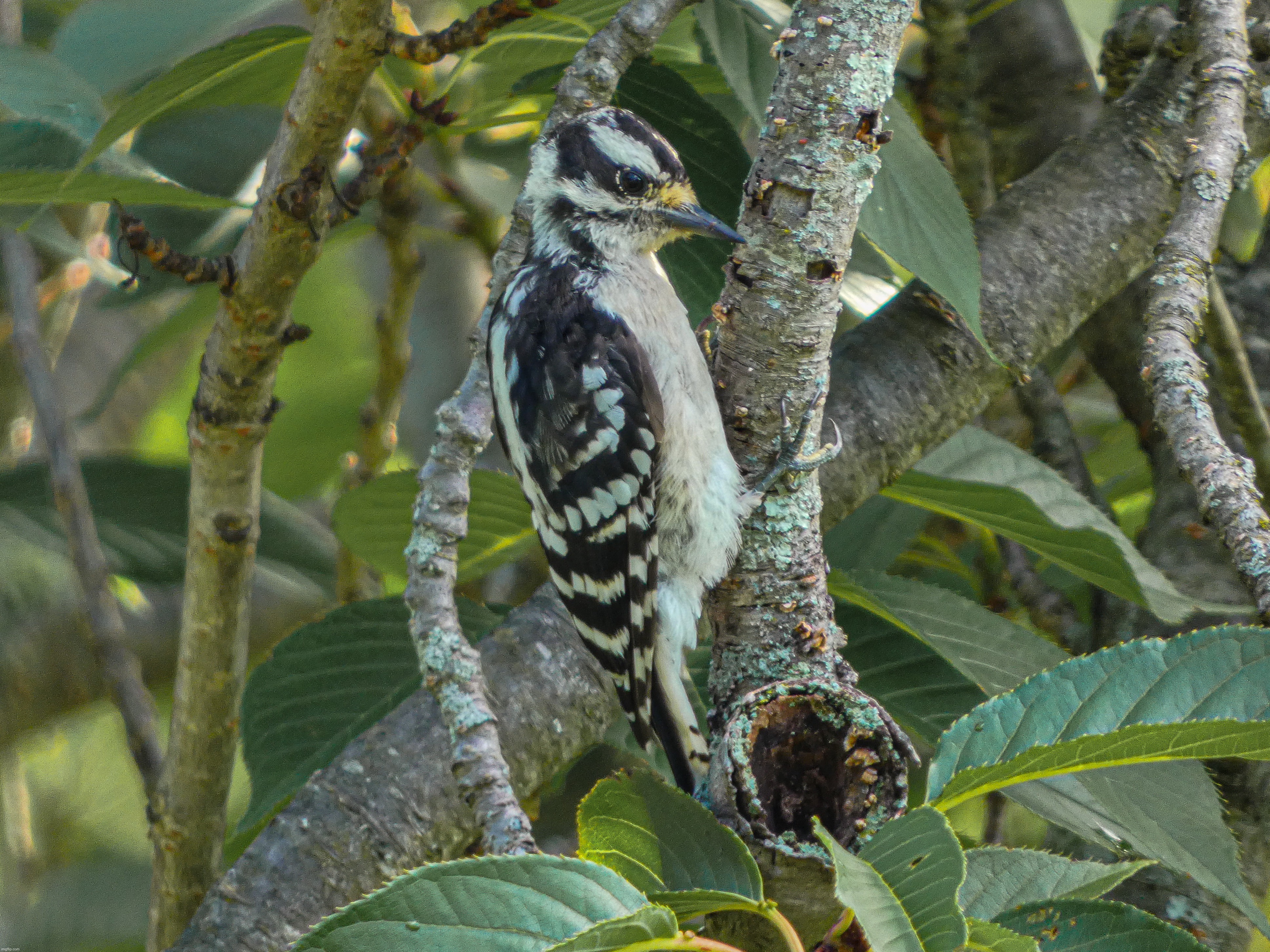 Female Downy Woodpecker | image tagged in share your own photos | made w/ Imgflip meme maker