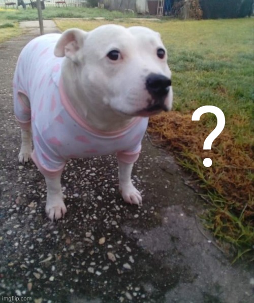 PITBULL IN A ONESIE | ? | image tagged in pitbull in a onesie | made w/ Imgflip meme maker