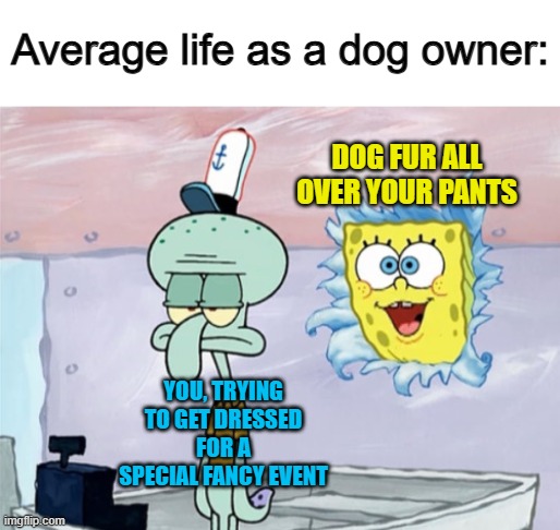 Dog fur... everywhere @_@ | Average life as a dog owner:; DOG FUR ALL OVER YOUR PANTS; YOU, TRYING TO GET DRESSED FOR A SPECIAL FANCY EVENT | image tagged in annoying | made w/ Imgflip meme maker