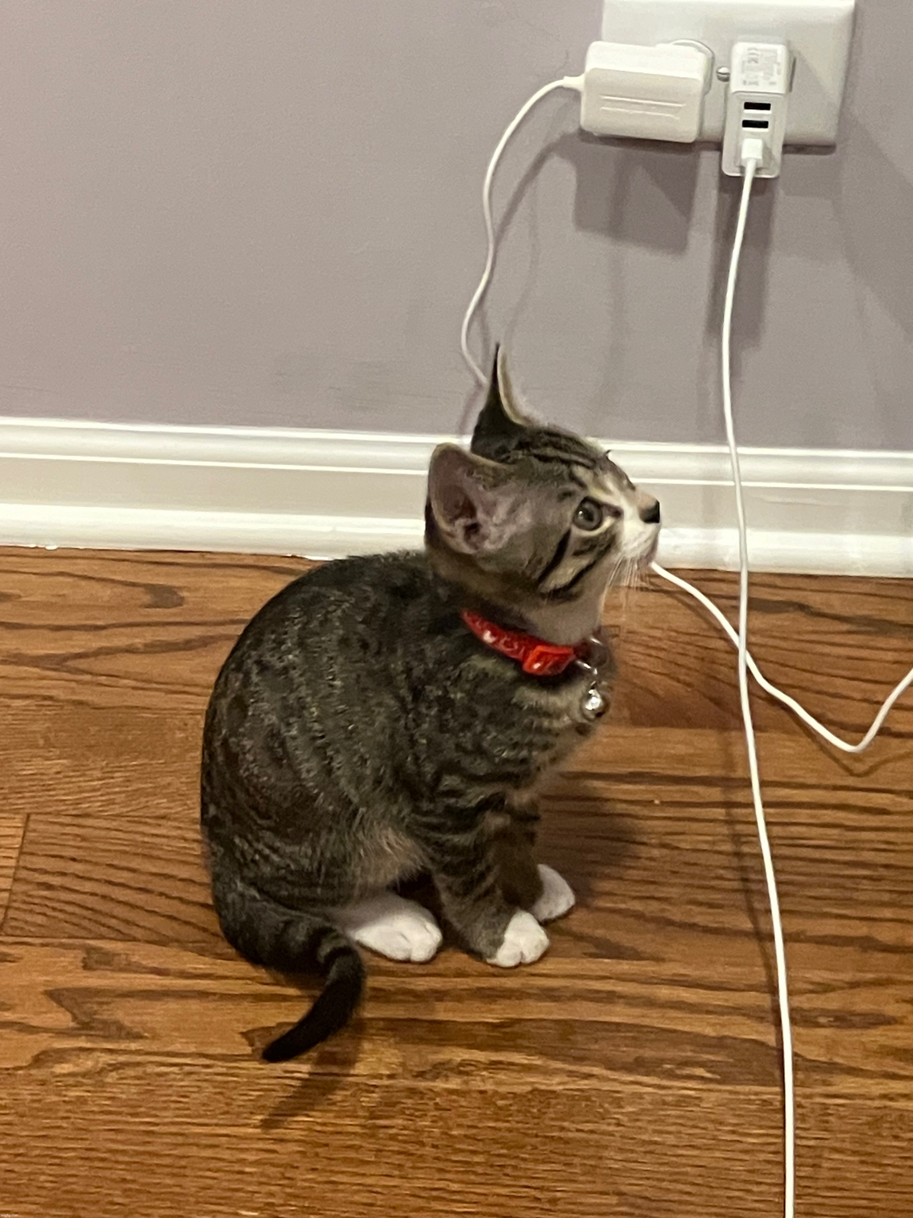 repost but add wings onto Mocho (the kitten in the picture) <3 | made w/ Imgflip meme maker