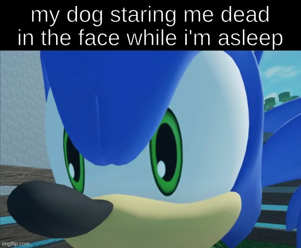 sonic large nose | my dog staring me dead in the face while i'm asleep | image tagged in sonic large nose | made w/ Imgflip meme maker