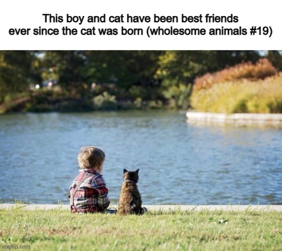 Isn't this wholesome? :D | This boy and cat have been best friends ever since the cat was born (wholesome animals #19) | made w/ Imgflip meme maker