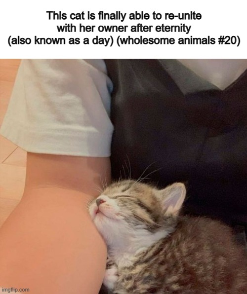 That warm smile tho... T-T | This cat is finally able to re-unite with her owner after eternity (also known as a day) (wholesome animals #20) | made w/ Imgflip meme maker