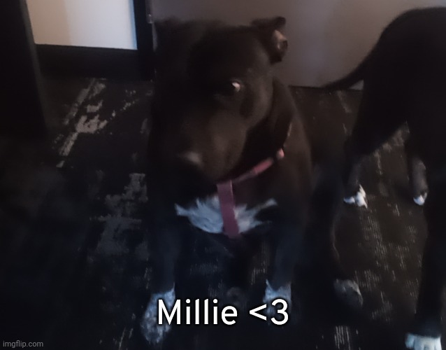 One of my two dogs! | Millie <3 | image tagged in idk,stuff,s o u p,carck | made w/ Imgflip meme maker