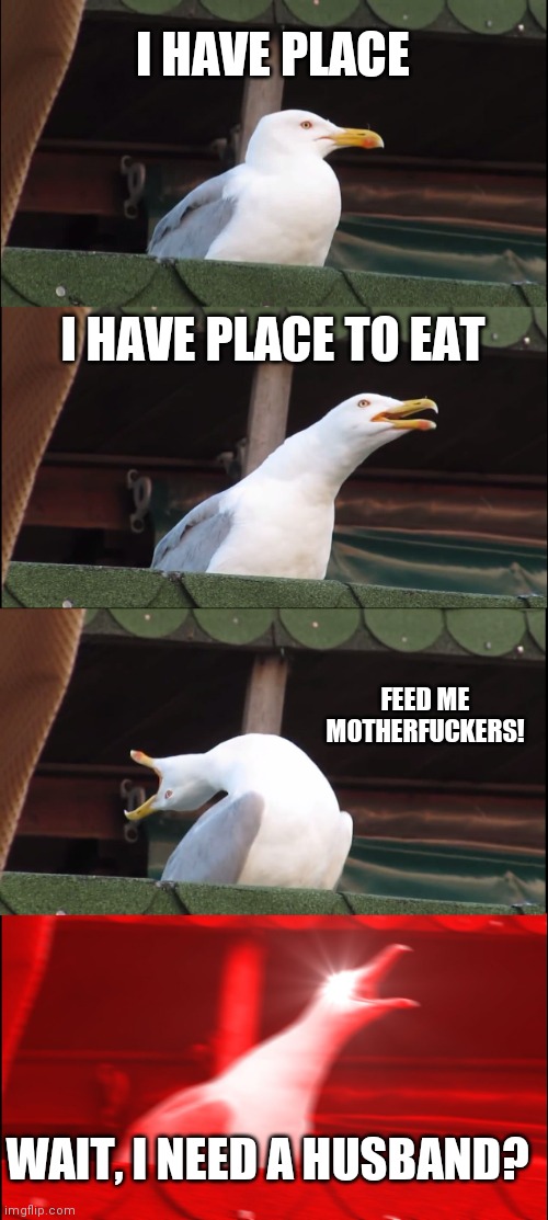 Inhaling Seagull Meme | I HAVE PLACE I HAVE PLACE TO EAT FEED ME MOTHERFUCKERS! WAIT, I NEED A HUSBAND? | image tagged in memes,inhaling seagull | made w/ Imgflip meme maker