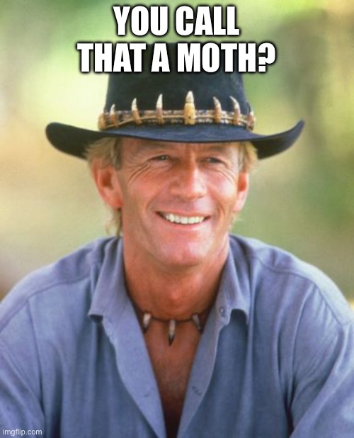 Noice! | YOU CALL THAT A MOTH? | image tagged in noice | made w/ Imgflip meme maker
