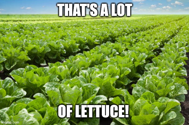 Lot of lettuce | THAT'S A LOT; OF LETTUCE! | image tagged in lettuce,lettuce field | made w/ Imgflip meme maker