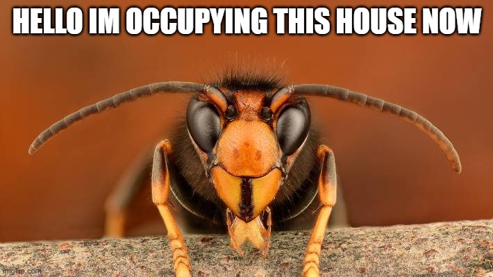 Murder Hornet | HELLO IM OCCUPYING THIS HOUSE NOW | image tagged in murder hornet | made w/ Imgflip meme maker