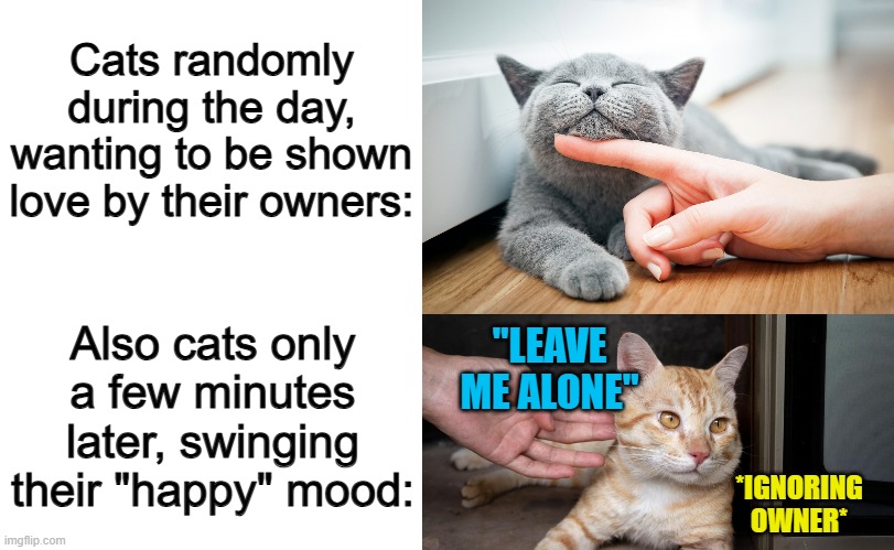 They can so very inconsistent :I | Cats randomly during the day, wanting to be shown love by their owners:; Also cats only a few minutes later, swinging their "happy" mood:; "LEAVE ME ALONE"; *IGNORING OWNER* | image tagged in blank white template | made w/ Imgflip meme maker