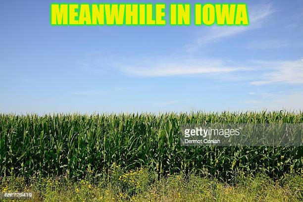 Meanwhile in Iowa | MEANWHILE IN IOWA | image tagged in iowa,corn | made w/ Imgflip meme maker