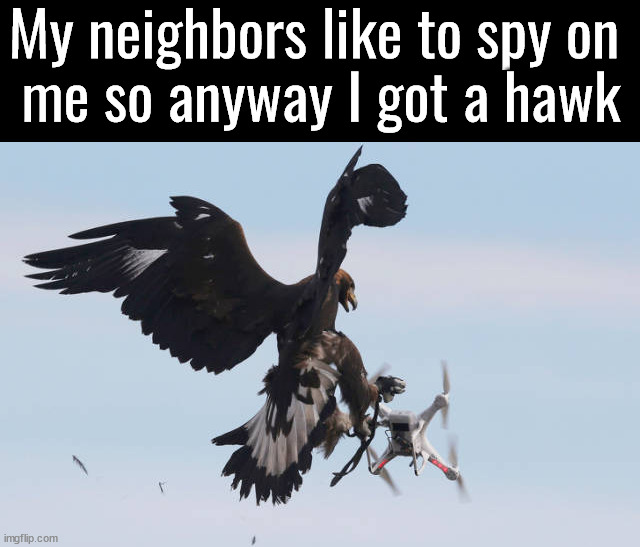 My neighbors like to spy on 
me so anyway I got a hawk | made w/ Imgflip meme maker