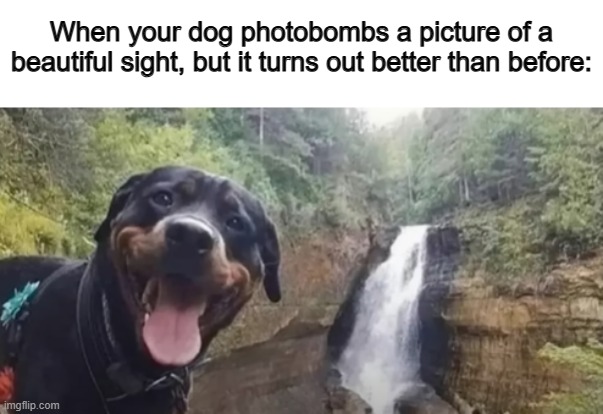 :D | When your dog photobombs a picture of a beautiful sight, but it turns out better than before: | made w/ Imgflip meme maker