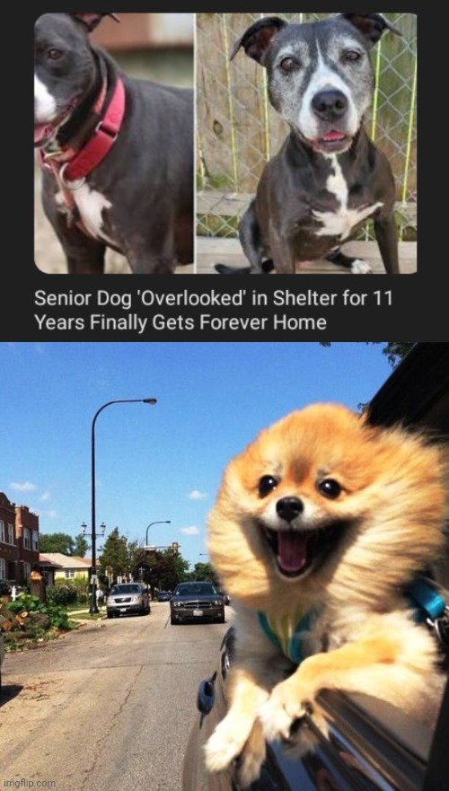 A forever home | image tagged in happy dog,home,shelter,memes,dogs,dog | made w/ Imgflip meme maker