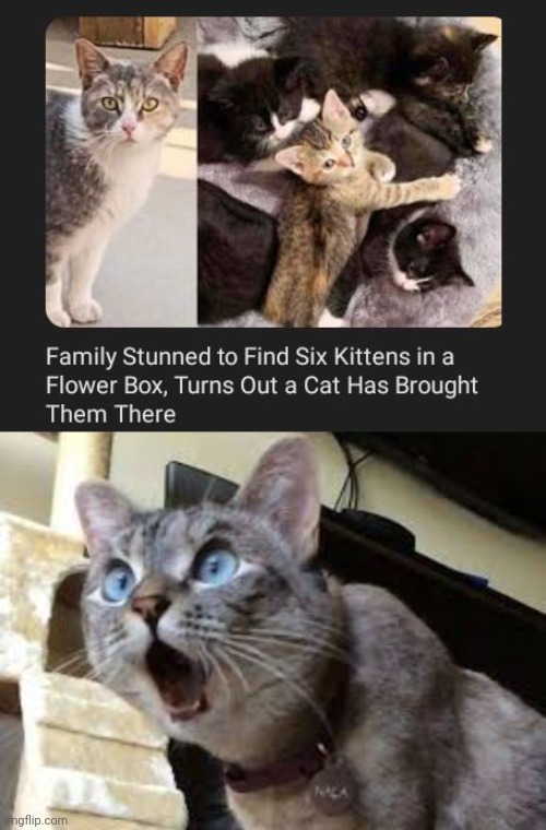 Kittens | image tagged in surprised cat,kittens,cats,cat,memes,kitten | made w/ Imgflip meme maker