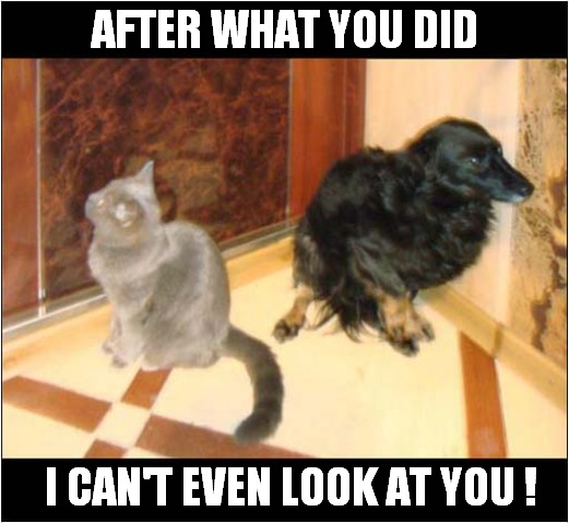 What Happened Here ? | AFTER WHAT YOU DID; I CAN'T EVEN LOOK AT YOU ! | image tagged in cats,dog,what the hell happened here | made w/ Imgflip meme maker