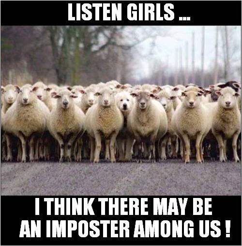 Something Doesn't Seem Right ... | LISTEN GIRLS ... I THINK THERE MAY BE
 AN IMPOSTER AMONG US ! | image tagged in dogs,sheep,imposter | made w/ Imgflip meme maker