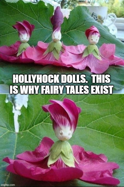 Hollyhock dolls | HOLLYHOCK DOLLS.  THIS IS WHY FAIRY TALES EXIST | image tagged in hollyhock dolls | made w/ Imgflip meme maker