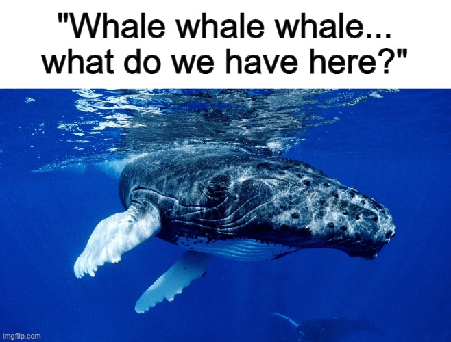 That would be a funny pun to bring up if you saw a whale with your own eyes XD | "Whale whale whale... what do we have here?" | made w/ Imgflip meme maker