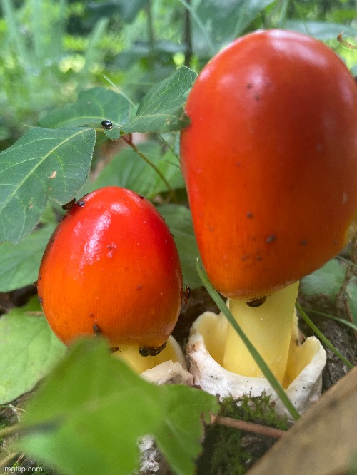 These types of mushrooms are Amanitas, they have eggs underneath the fruiting body that releases their spores | made w/ Imgflip meme maker