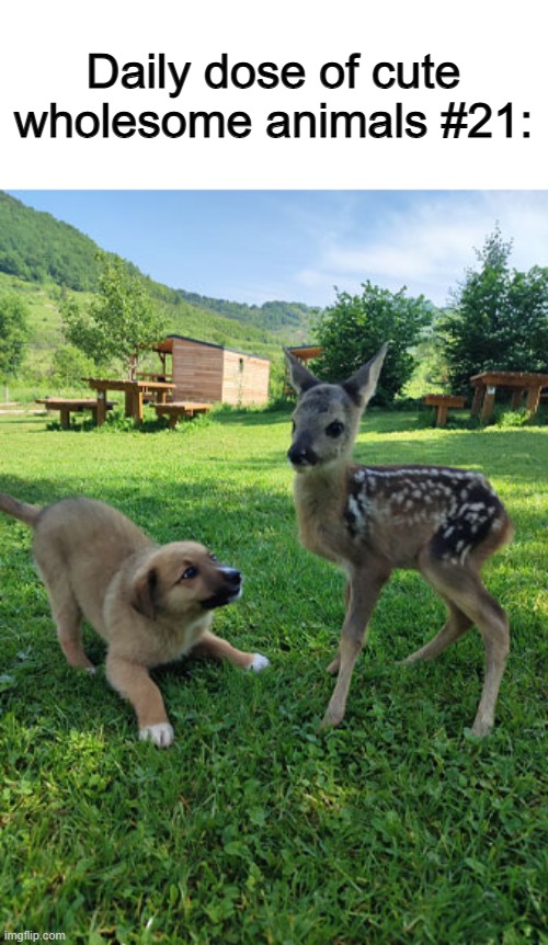 That fawn looks very cute :O | Daily dose of cute wholesome animals #21: | made w/ Imgflip meme maker