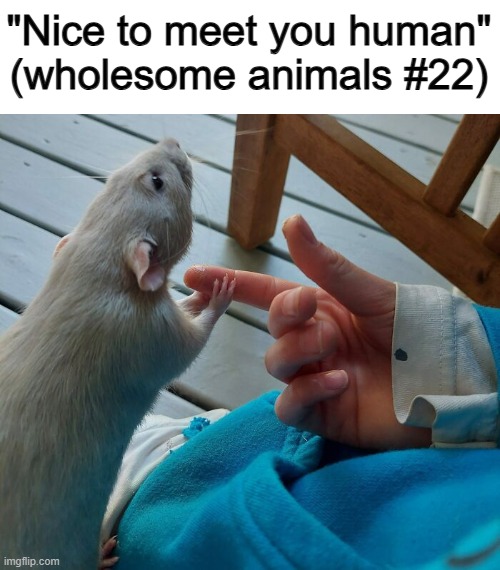 I want to hold that rat *-* | "Nice to meet you human" (wholesome animals #22) | made w/ Imgflip meme maker